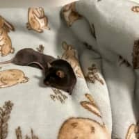 Photo of Toast & Cereal