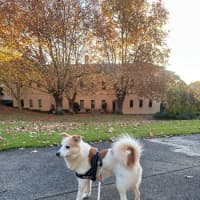 Photo of Bonzer 