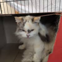 Photo of Gigi