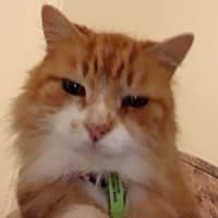 Photo of Chicken Wing