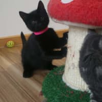 Photo of Soot
