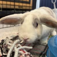 Photo of Tom Collins