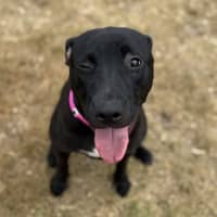 Photo of Tohru Imp 3013