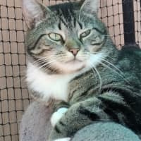 Photo of Zebra**2nd Chance Cat Rescue**