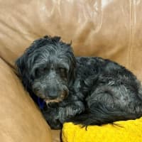 Photo of Cooper   3 Year Old Border Collie X Toy Poodle
