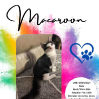 Photo of Macaroon