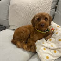 Photo of Oliver