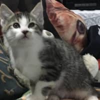 Photo of Lobo (Aka Obie)💗