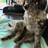 Photo of Buddy