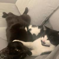 Photo of Douglas    In Foster Care In Thornbury