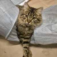 Photo of Wookie   Located In Templestowe