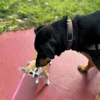 Photo of Maggie   2 Year Old Shepherd X Rottweiler (Trial)