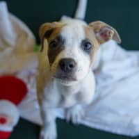 Photo of Annie