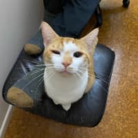 Photo of Ziggy