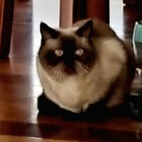 Photo of Mocha