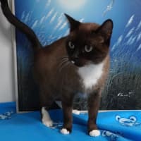 Photo of Cocoa