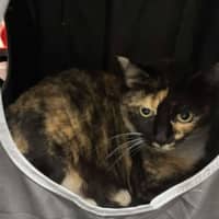 Photo of Dolly Dimples