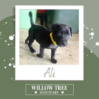 Photo of Ali