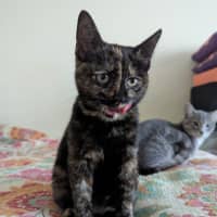 Photo of Nyx