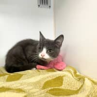 Photo of Odin