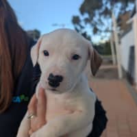 Photo of Luna