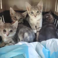 Photo of Donner 🦌