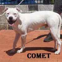 Photo of Comet