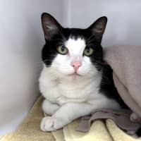 Photo of Olive Sua013374