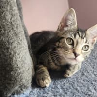 Photo of Emerald  On Display At Vets On Parker, Templestowe