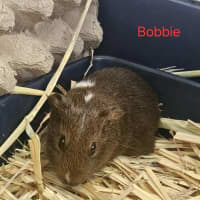 Photo of Rissie & Bobbie