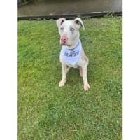 Photo of Napoleon *$250 Adoption Fee*