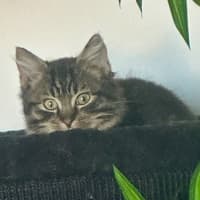 Photo of Yahtzee