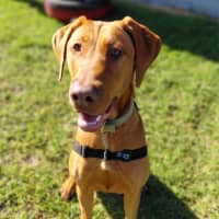 Photo of Olive