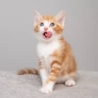 Photo of Pumpkin