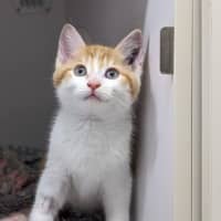 Photo of Squash