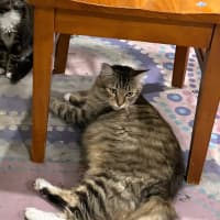 Photo of Luna
