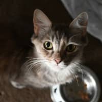 Photo of Tutu
