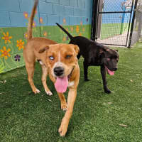 Photo of D1051 Starsky