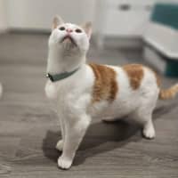 Photo of Cherry   In Foster In Ivanhoe