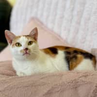 Photo of Cali   In Foster Care In Croydon