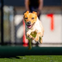 Photo of Zo Zo Imp 1512