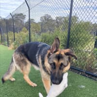 Photo of Eddie Imp 2245