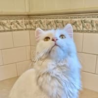 Photo of Topaz