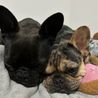 Photo of Effy & Finn  🌷🦴  Assisted Rehome