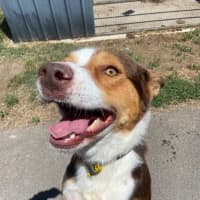 Photo of Ace
