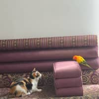 Photo of Mia Calico