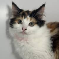 Photo of Freya 