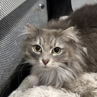 Photo of Apollo 