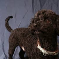 Photo of Flame