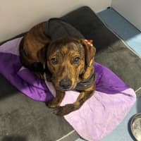 Photo of Jack   2 Year Old Plott Hound